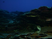 vignette plongee_moorea_134.jpg 