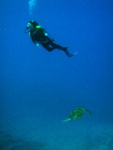 vignette plongee_moorea_138.jpg 