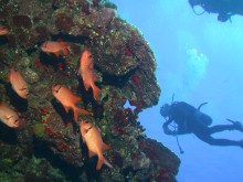vignette plongee_moorea_143.jpg 