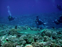 vignette plongee_moorea_151.jpg 