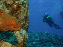 vignette plongee_moorea_156.jpg 