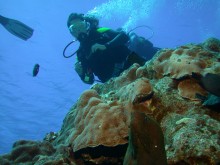 vignette plongee_moorea_157.jpg 