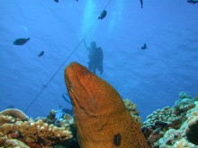 vignette plongee_moorea_161.jpg 