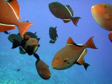 vignette plongee_moorea_168.jpg 
