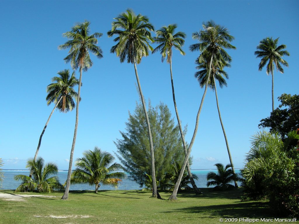 /ecran/polynesie_2009_0008.jpg