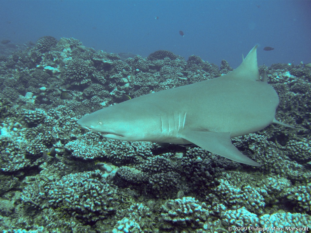 /ecran/polynesie_2009_0051.jpg