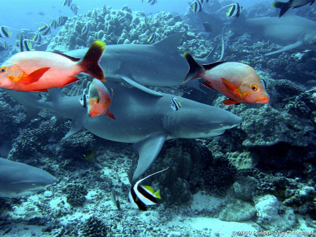 /ecran/polynesie_2009_0057.jpg