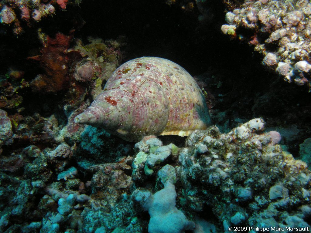 /ecran/polynesie_2009_0086.jpg