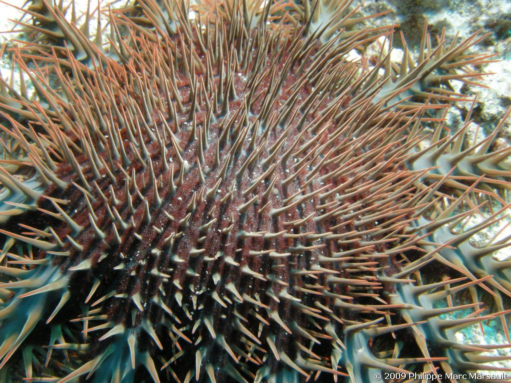 /ecran/polynesie_2009_0094.jpg
