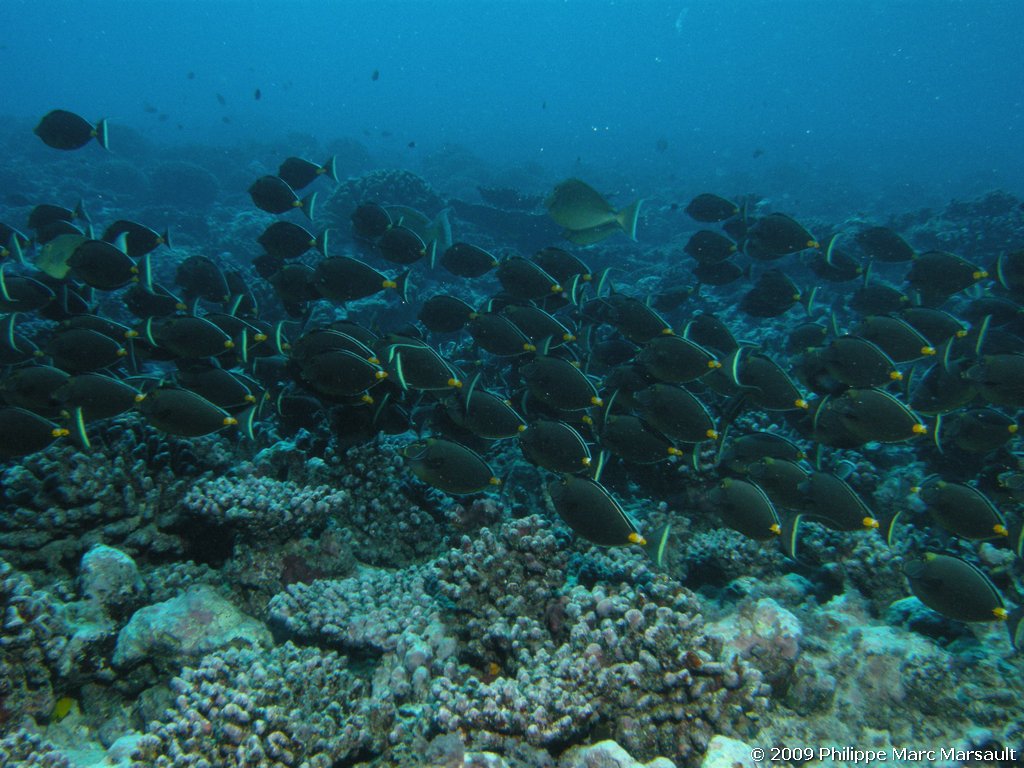 /ecran/polynesie_2009_0153.jpg