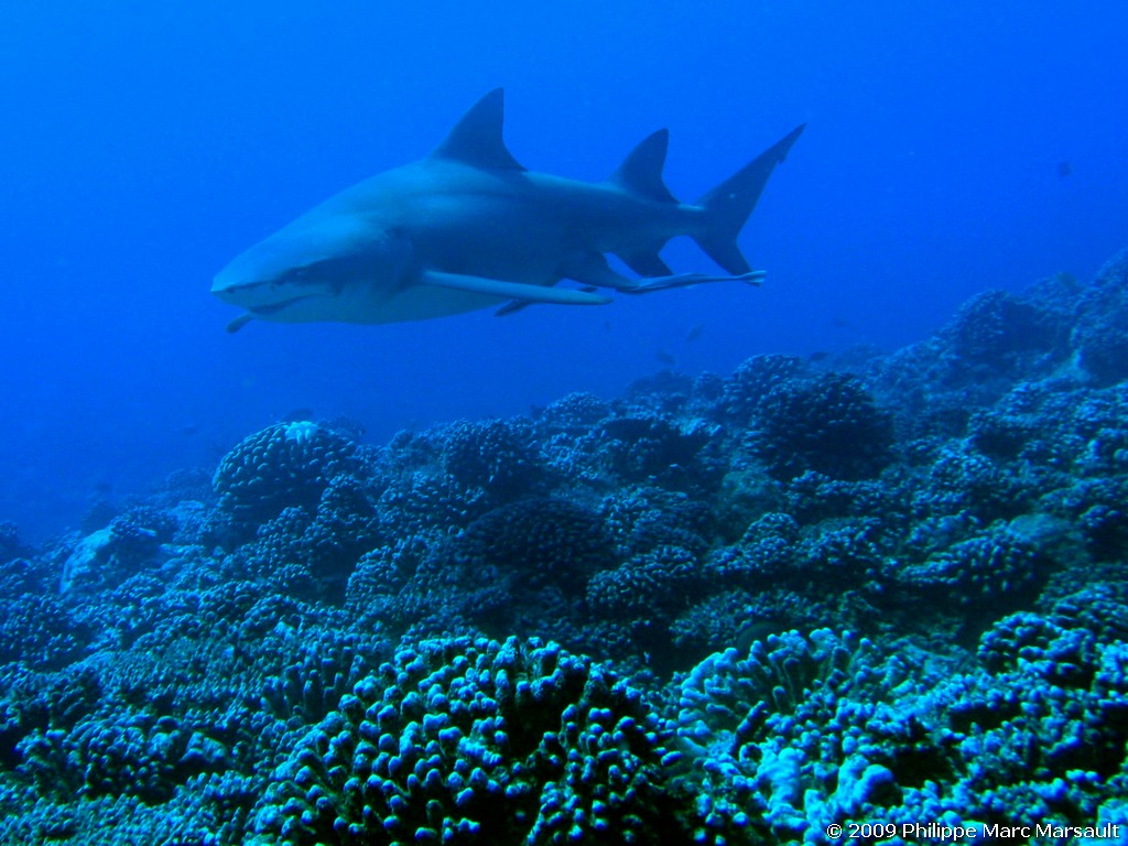 /ecran/polynesie_2009_0181.jpg