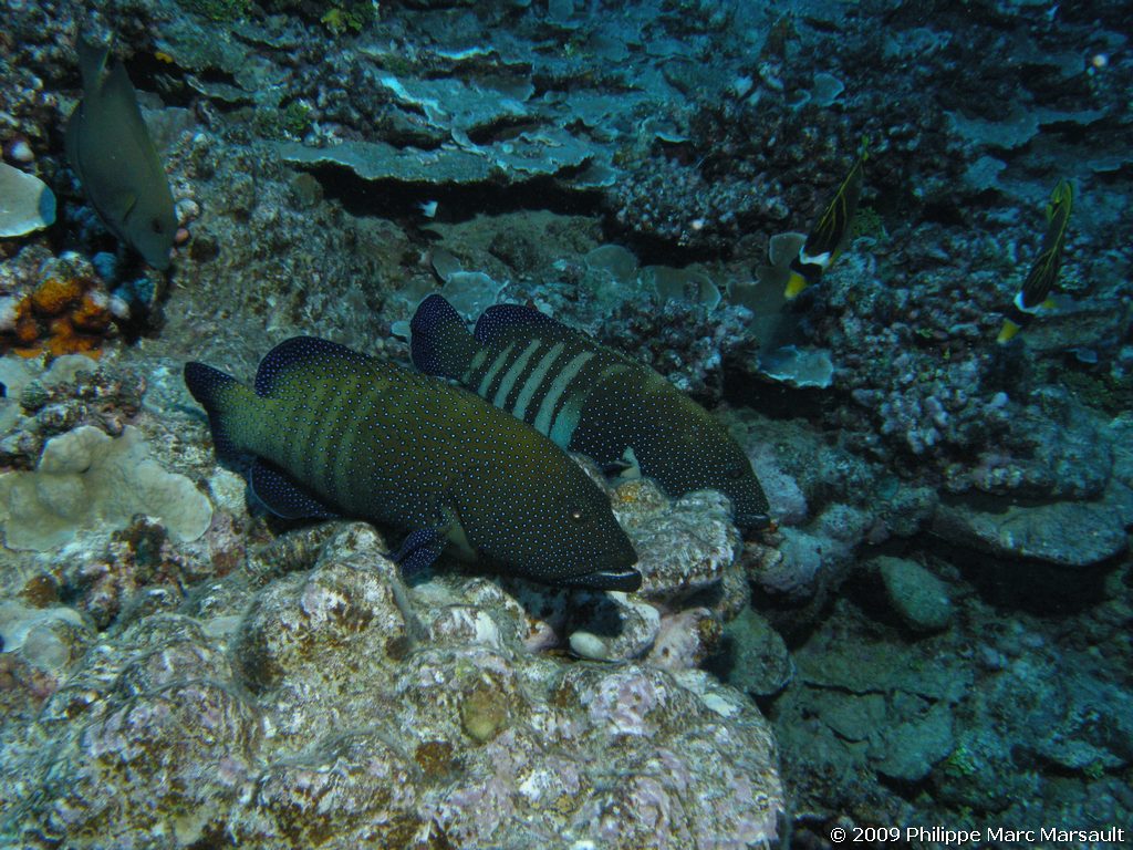 /ecran/polynesie_2009_0230.jpg