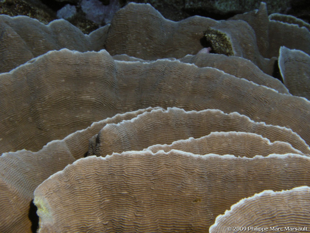 /ecran/polynesie_2009_0284.jpg