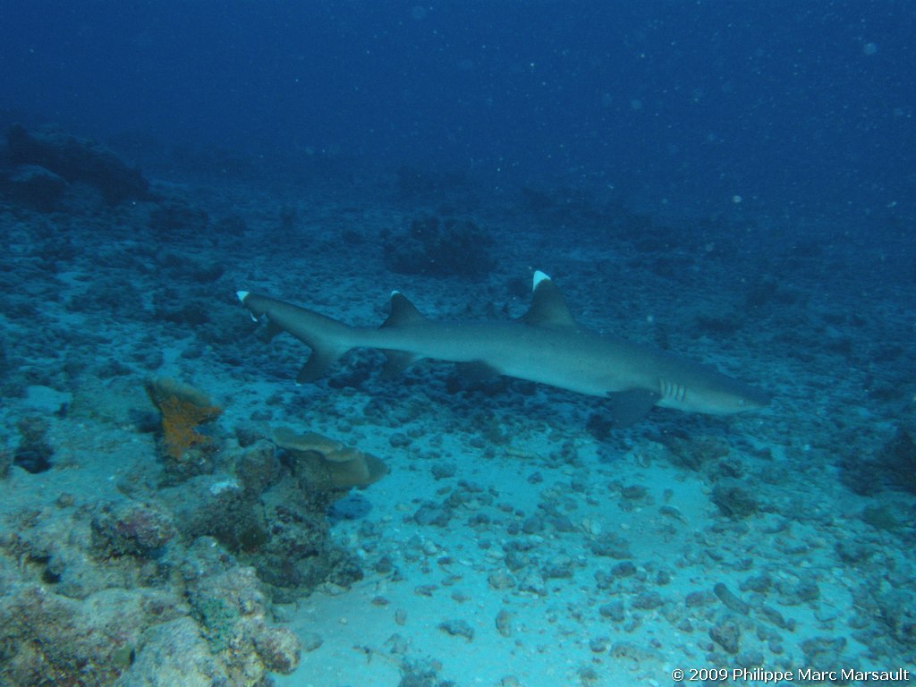/ecran/polynesie_2009_0376.jpg