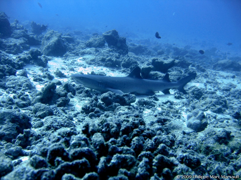 /ecran/polynesie_2009_0629.jpg