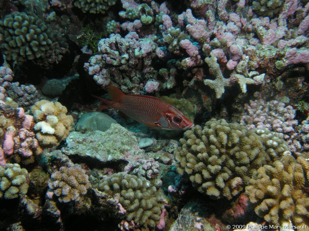 /ecran/polynesie_2009_1197.jpg