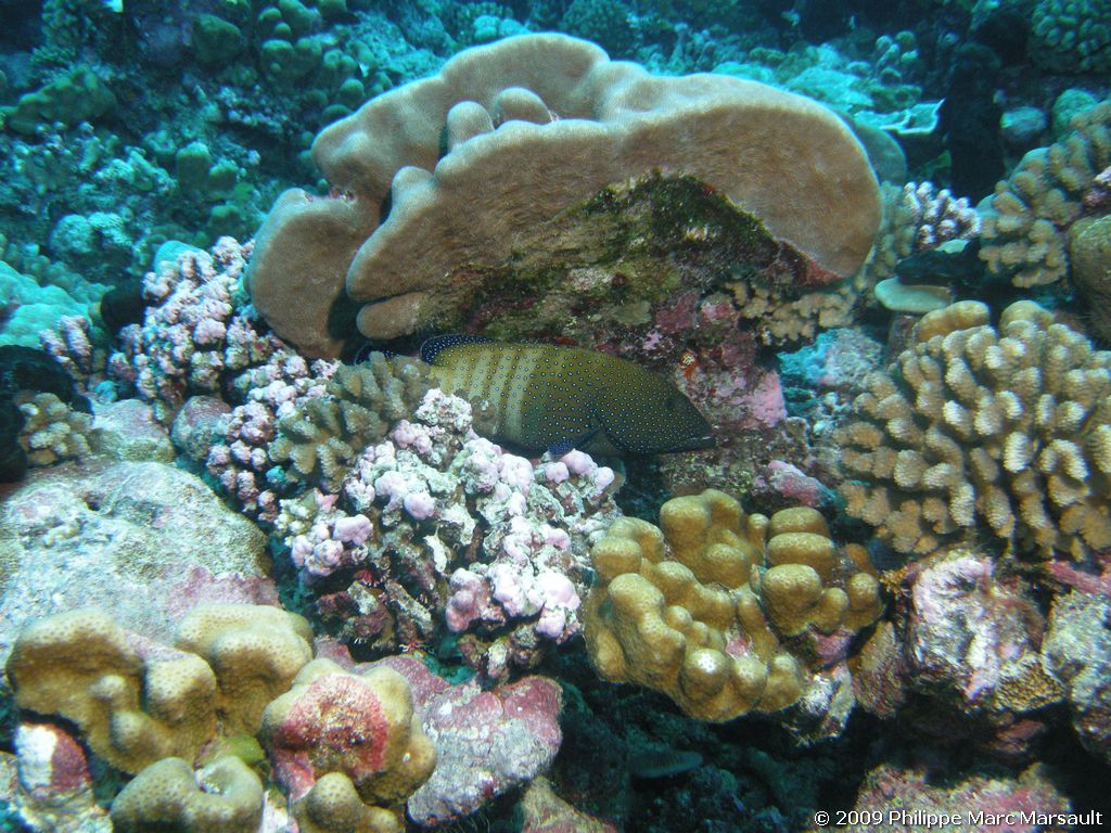/ecran/polynesie_2009_1209.jpg
