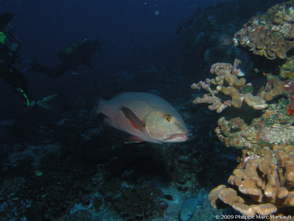 /ecran/polynesie_2009_1247.jpg