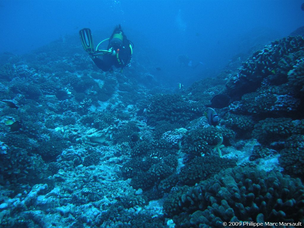 /ecran/polynesie_2009_1264.jpg