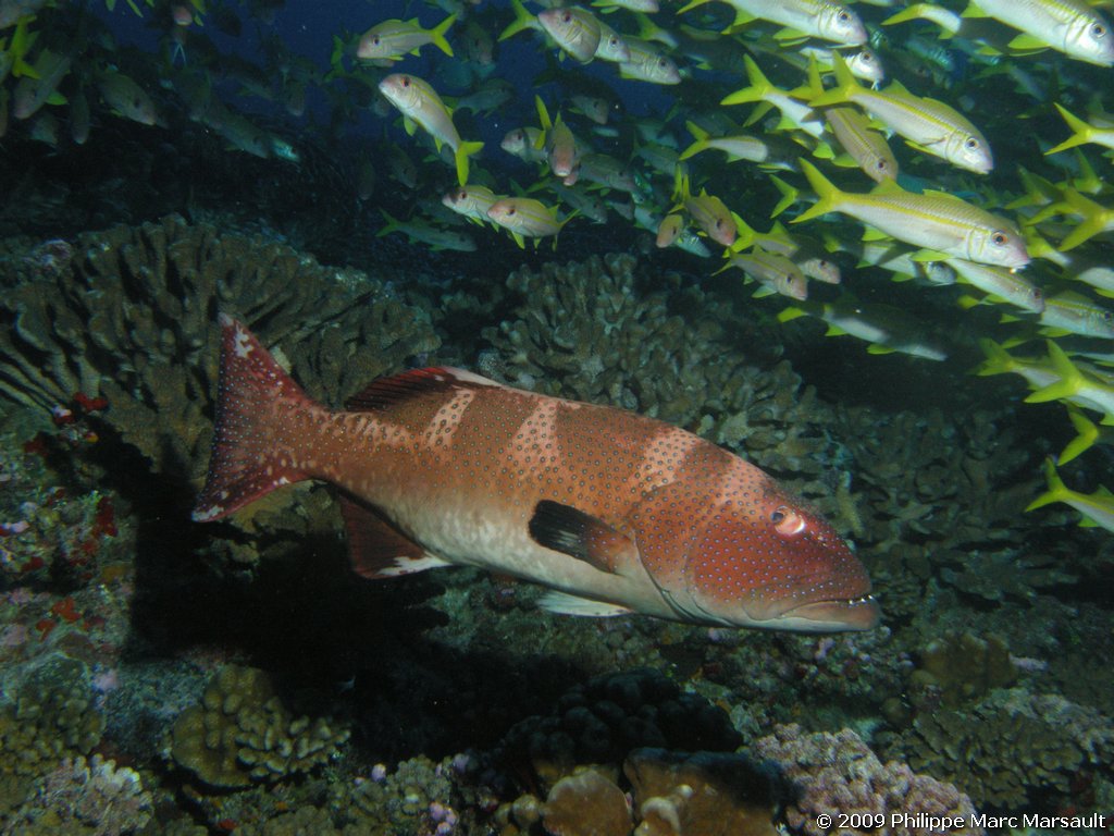 /ecran/polynesie_2009_1298.jpg
