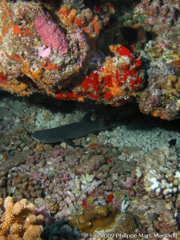 /ecran/polynesie_2009_1305.jpg