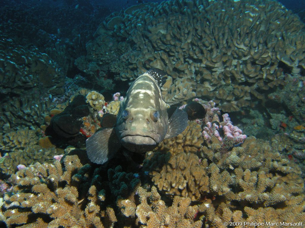 /ecran/polynesie_2009_1314.jpg
