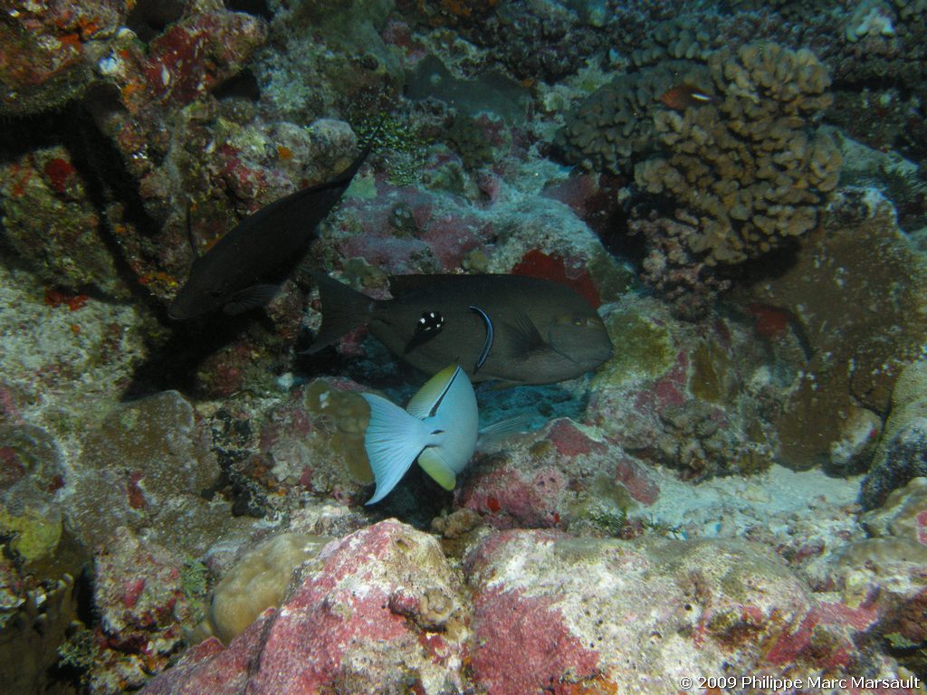 /ecran/polynesie_2009_1336.jpg