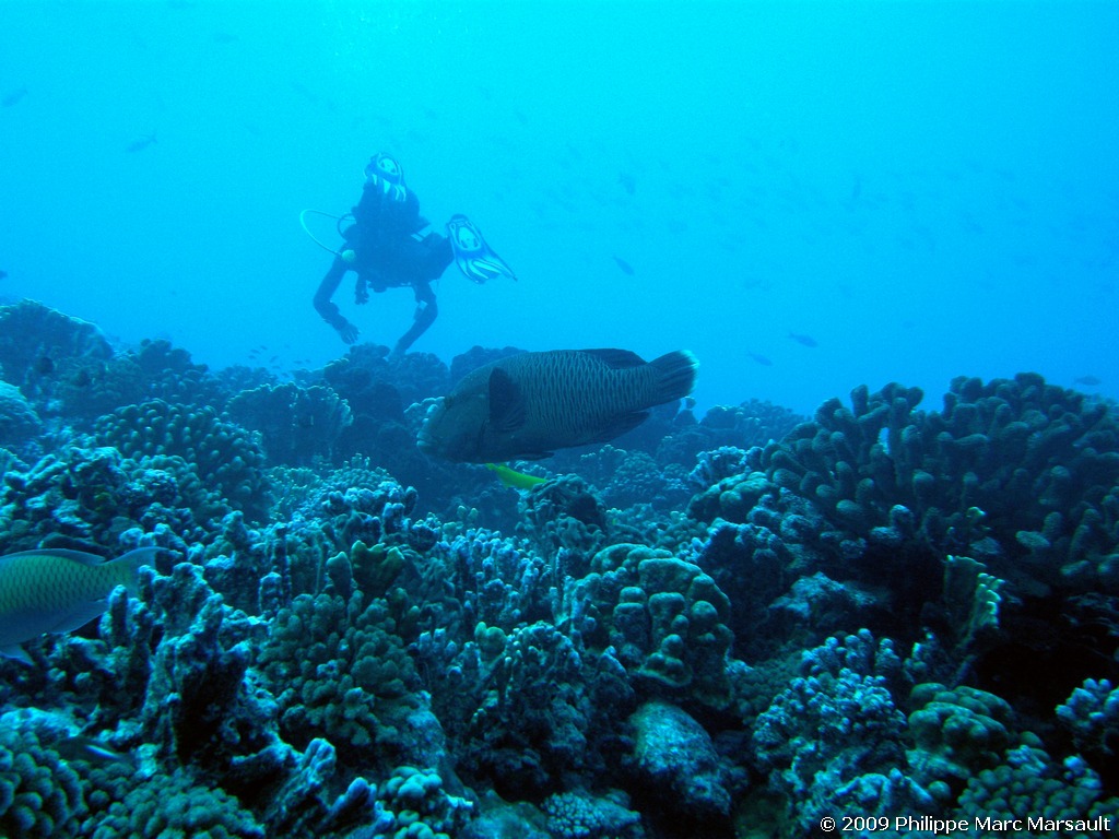 /ecran/polynesie_2009_1459.jpg