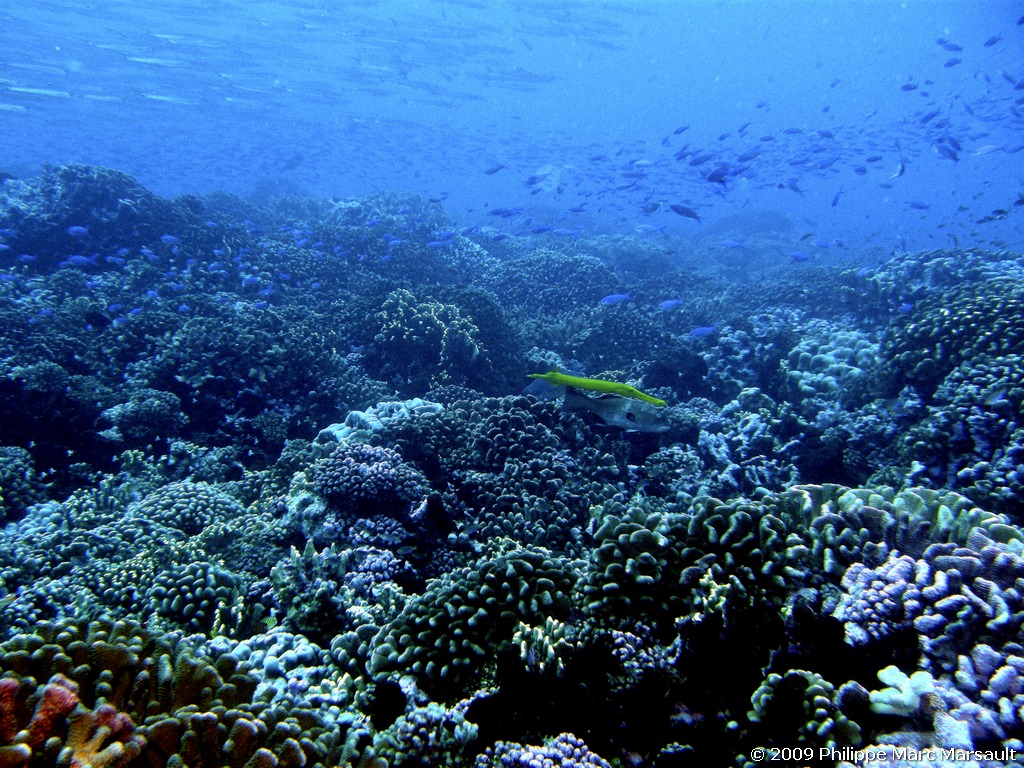 /ecran/polynesie_2009_1471.jpg