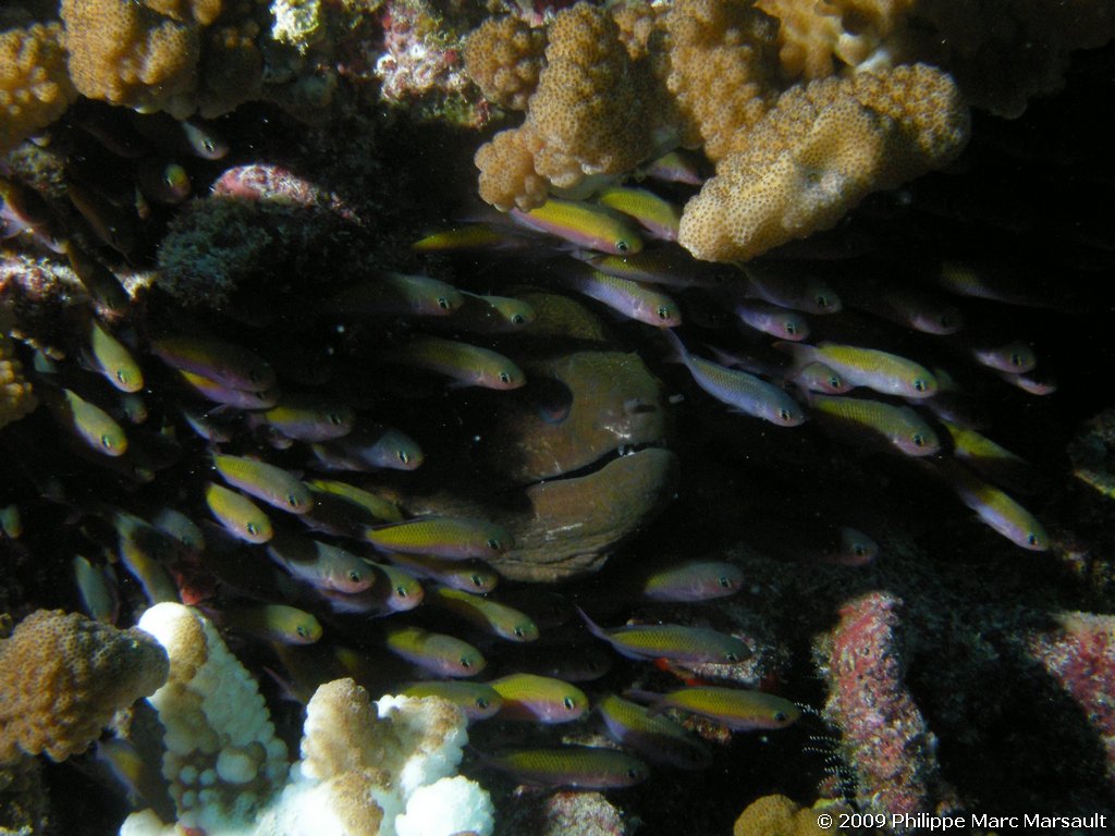 /ecran/polynesie_2009_1487.jpg