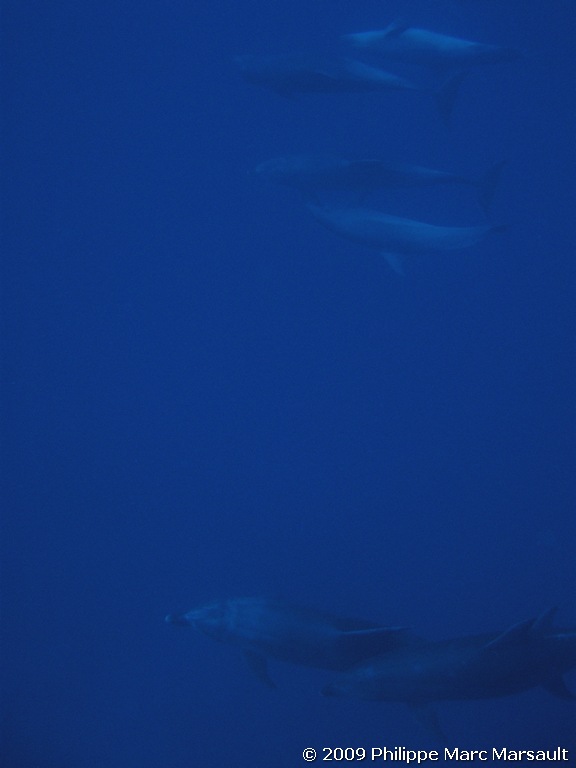 /ecran/polynesie_2009_1612.jpg