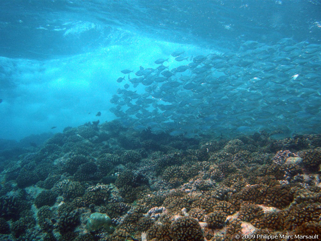 /ecran/polynesie_2009_1641.jpg