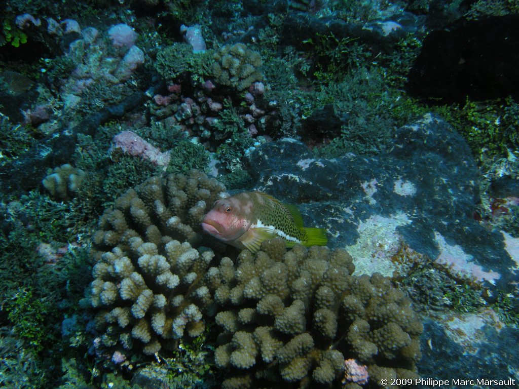/ecran/polynesie_2009_1760.jpg