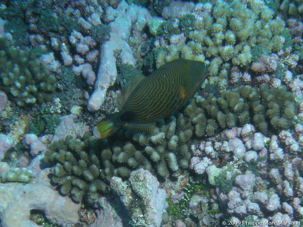 /ecran/polynesie_2009_1765.jpg