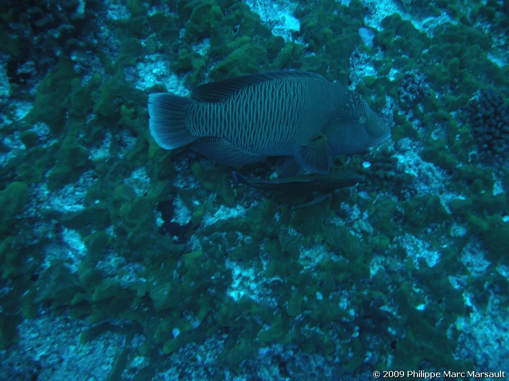 /ecran/polynesie_2009_1804.jpg