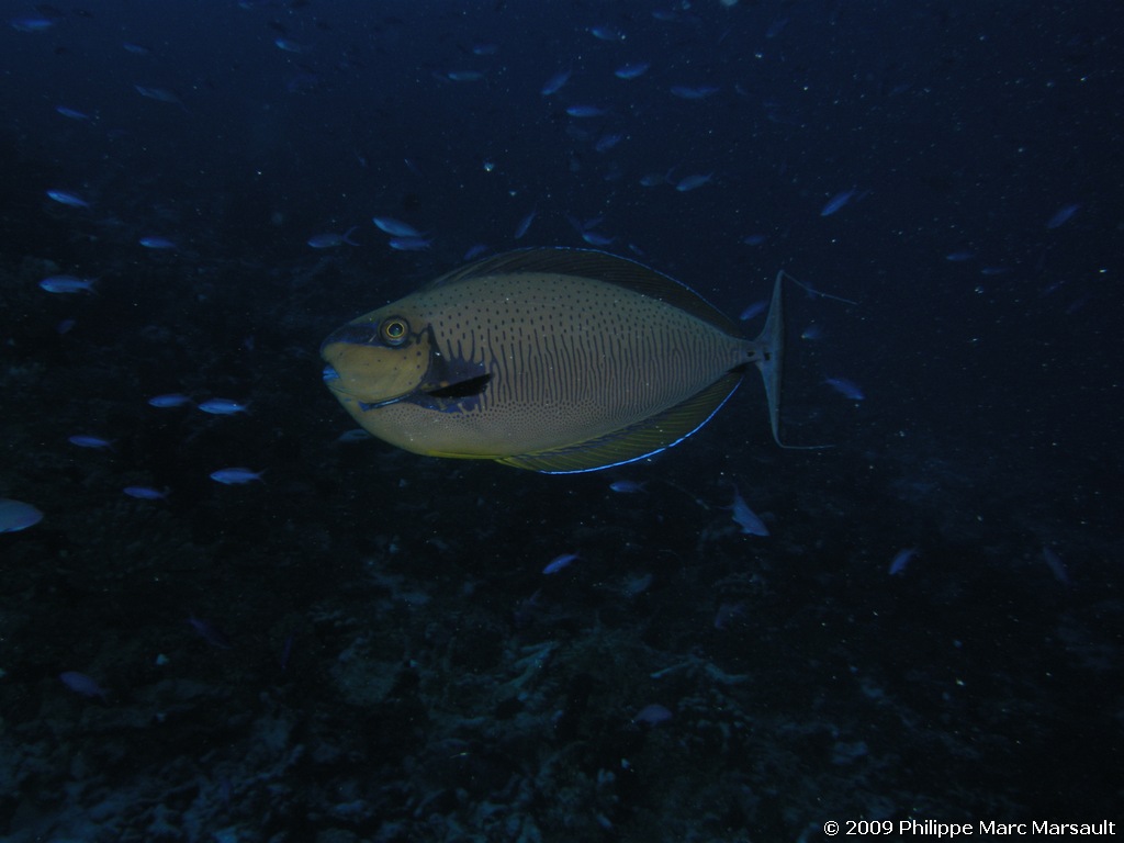 /ecran/polynesie_2009_1816.jpg