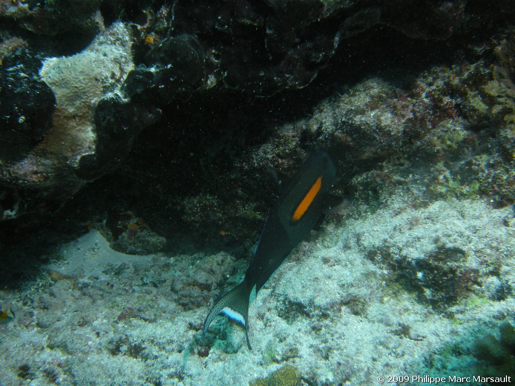 /ecran/polynesie_2009_1836.jpg