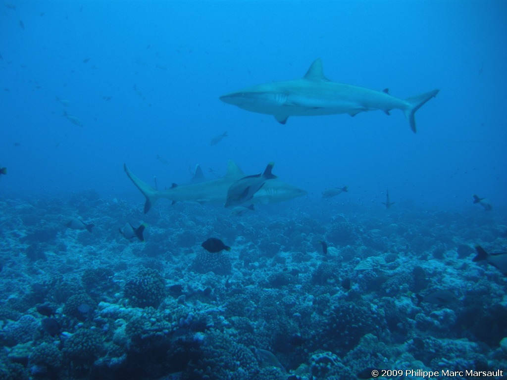 /ecran/polynesie_2009_1844.jpg