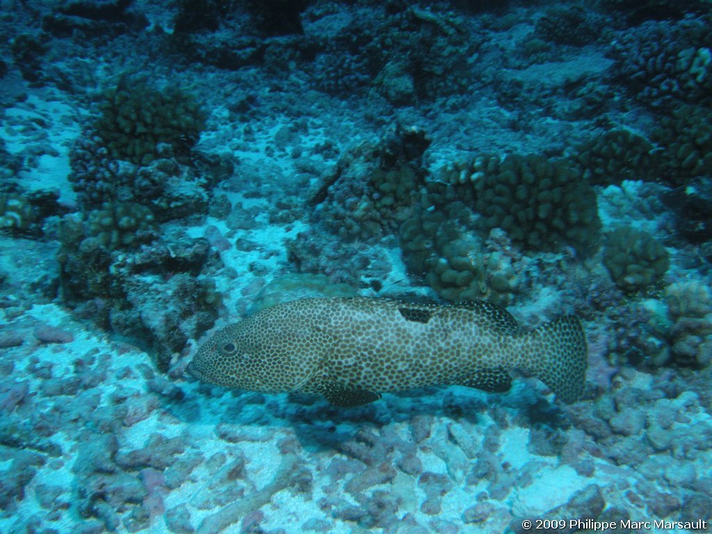 /ecran/polynesie_2009_1878.jpg