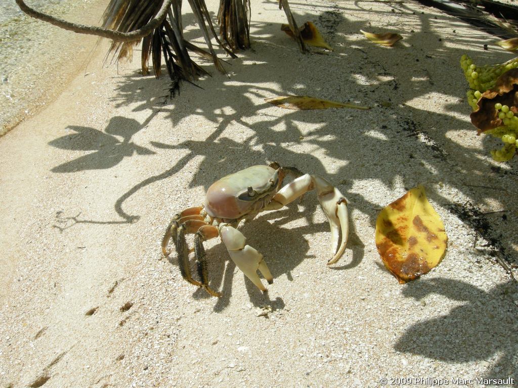 /ecran/polynesie_2009_1916.jpg