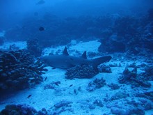 vignette polynesie_2009_1272.jpg 