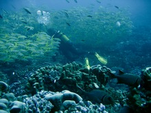 vignette polynesie_2009_1300.jpg 