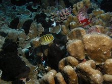 vignette polynesie_2009_1345.jpg 