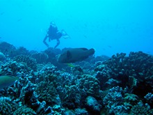vignette polynesie_2009_1459.jpg 