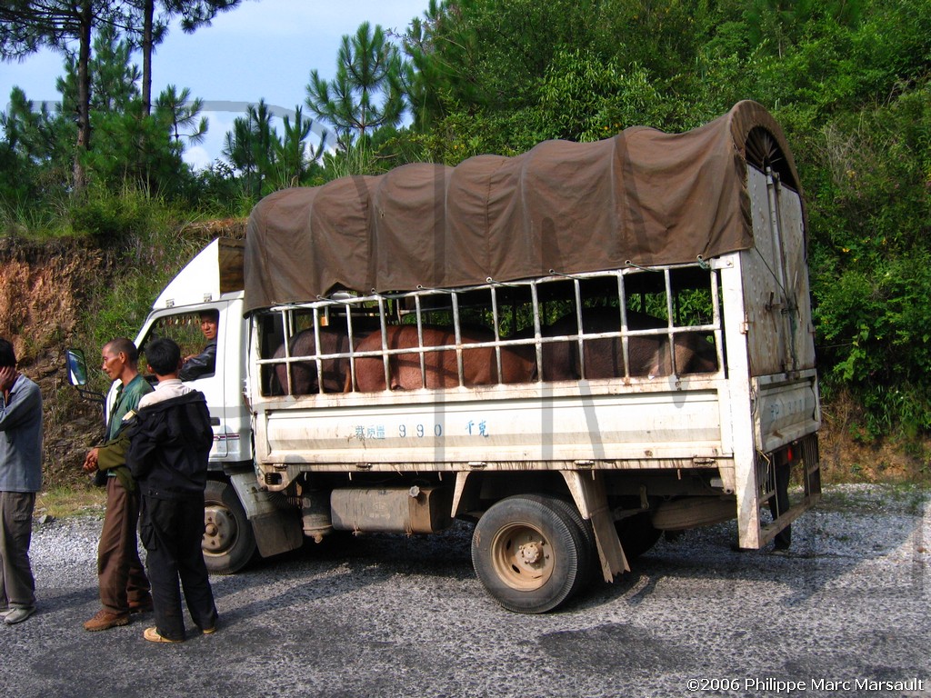 /ecran/N_yunnan_2006_526.jpg