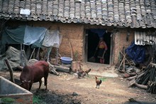 vignette D_yunnan_024.jpg 