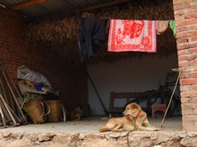 vignette N_yunnan_2006_083.jpg 
