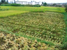 vignette N_yunnan_2006_234.jpg 