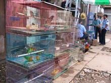 vignette N_yunnan_2006_252 