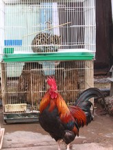 vignette N_yunnan_2006_256 